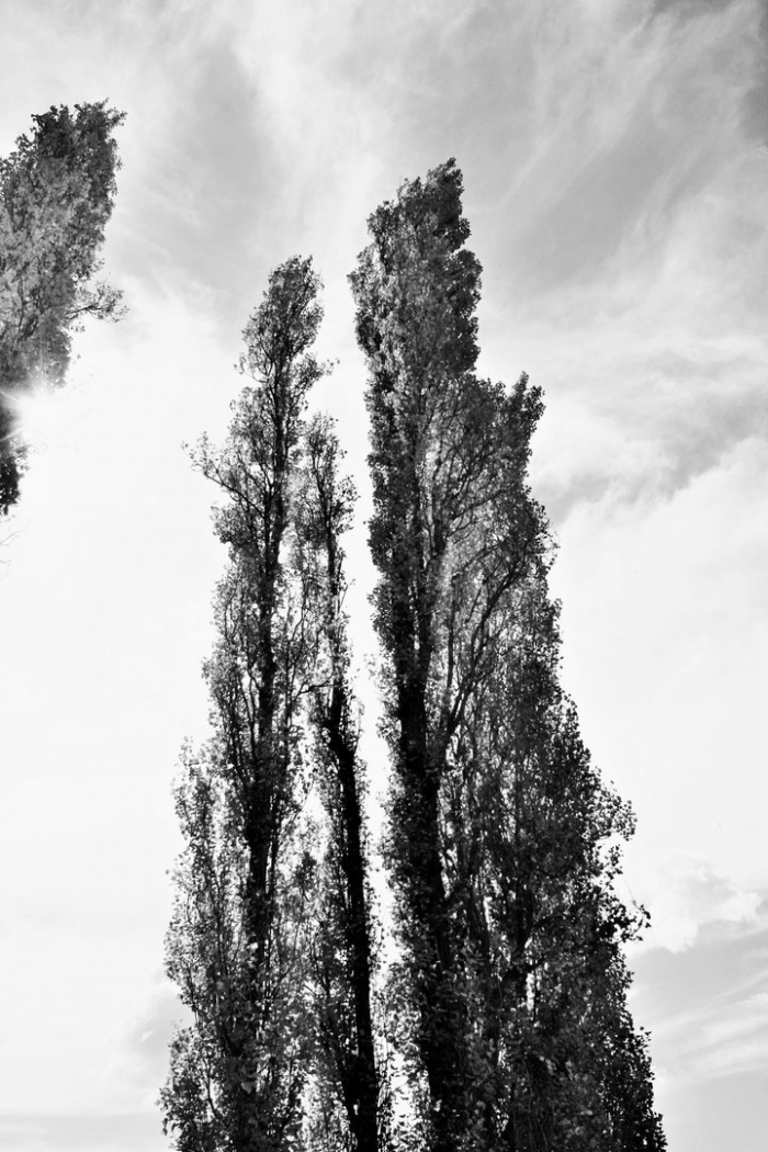 Тополь белый пирамидальный