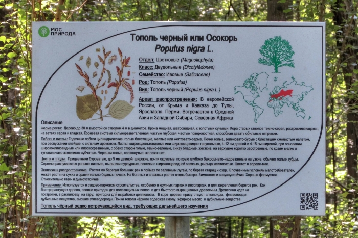 Тополь черный или осокорь