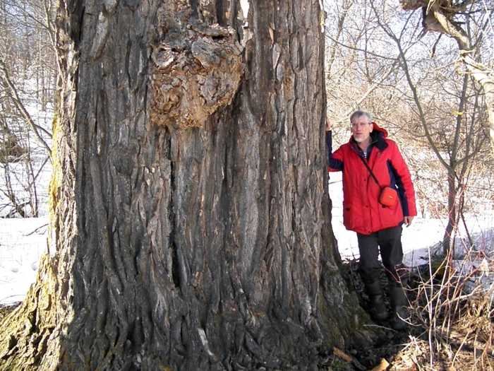 Черный тополь в сарапульском районе