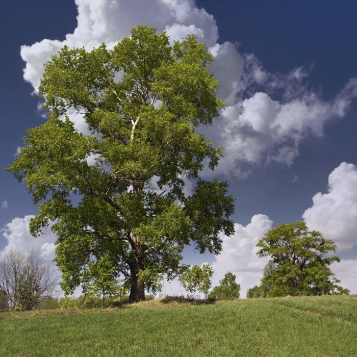 Тополь сибирский дерево