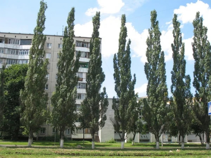Пирамидальные тополя в киргизии