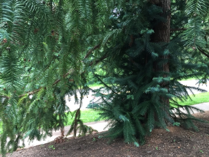 Хвойное дерево