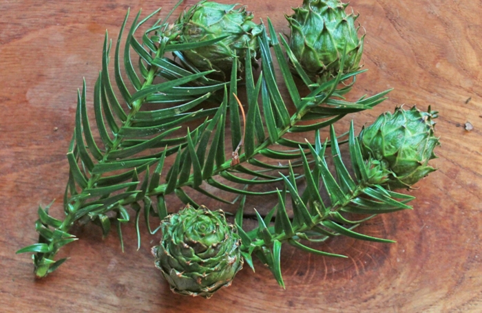 Хвойные шишки