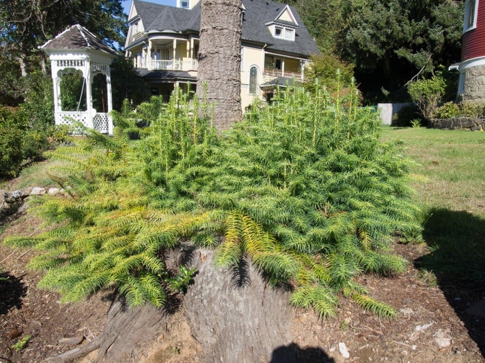 Можжевельник обыкновенный jako