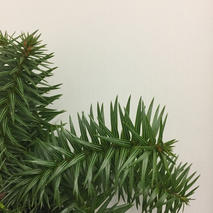 Cunninghamia lanceolata