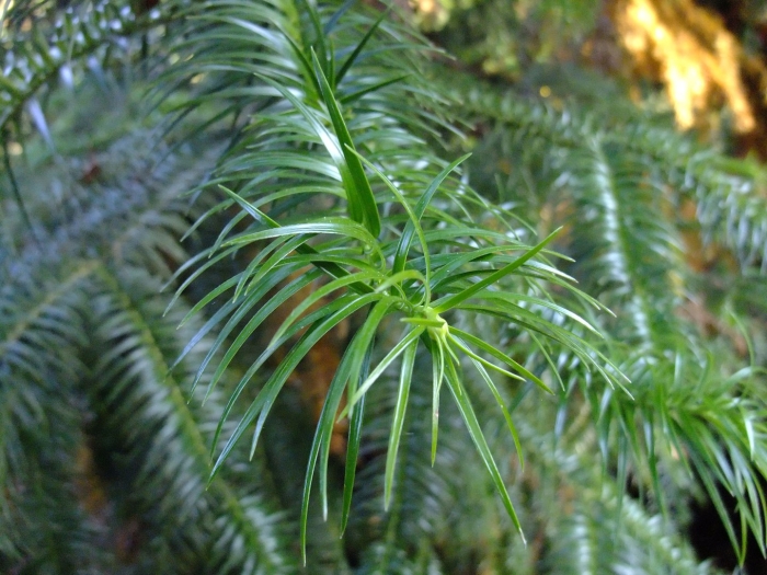 Cephalotaxus sinensis