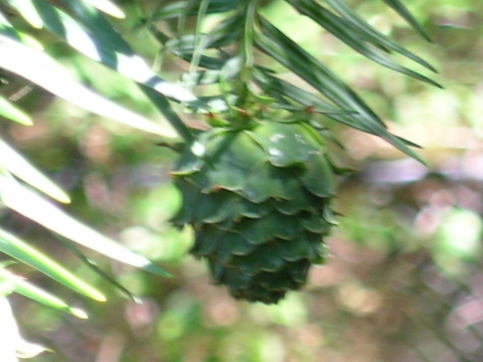 Cunninghamia lanceolata