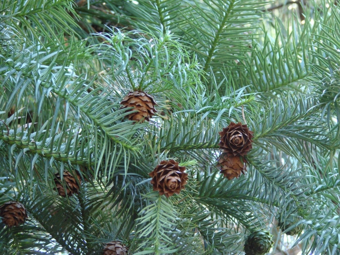 Куннингамия ланцетолистная