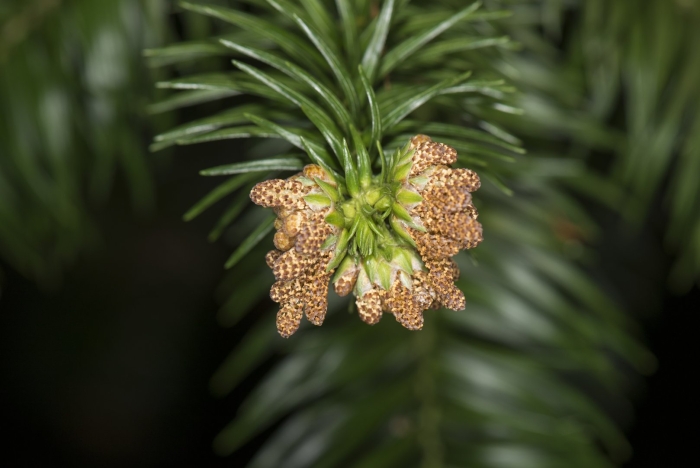 Ель обыкновенная микростробилы