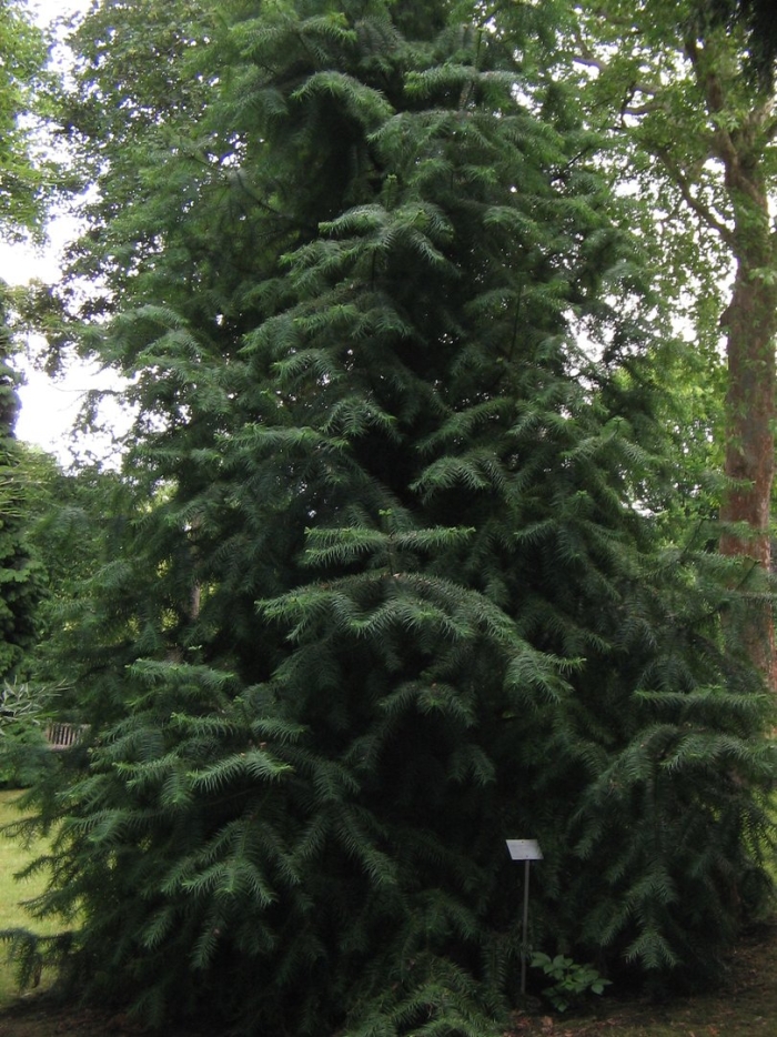 Псевдотсуга мензиса дугласия