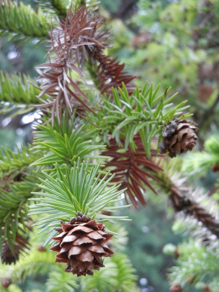 Псевдотсуга мензиса