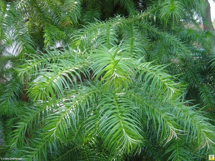 Cunninghamia lanceolata