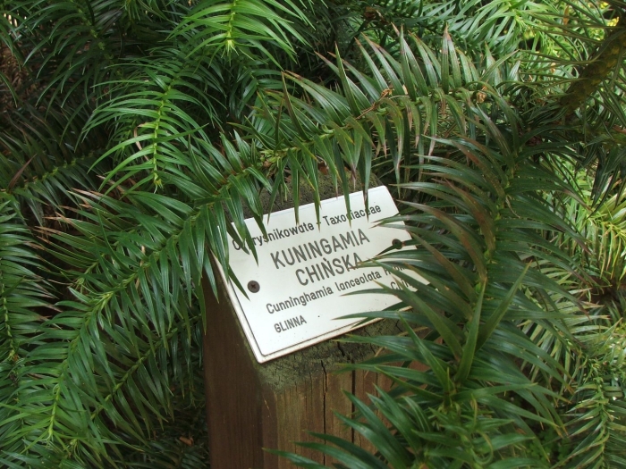 Cephalotaxus harringtonia