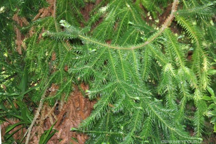Lycopodium squarrosum