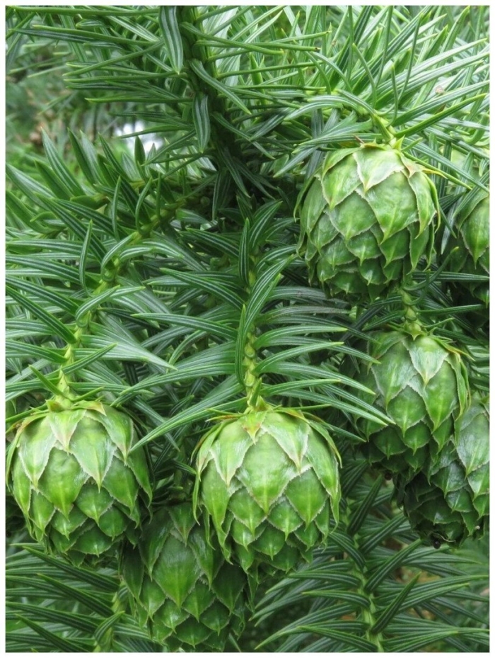 Хвойное дерево