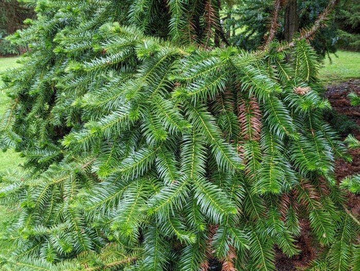 Пихта сибирская (ábies sibírica)