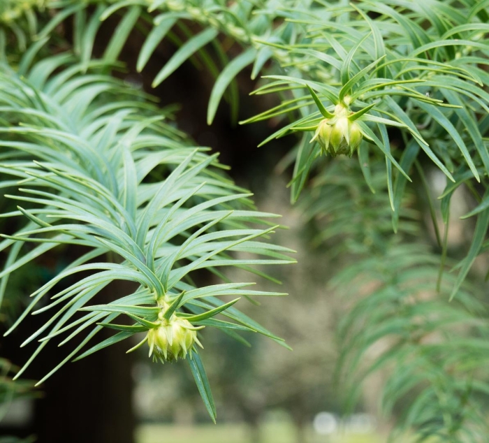 Araucaria angustifolia