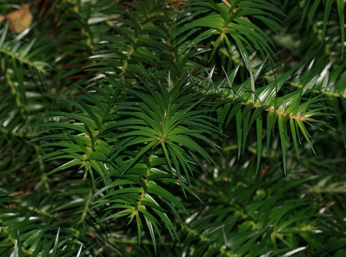 Cephalotaxus harringtonia