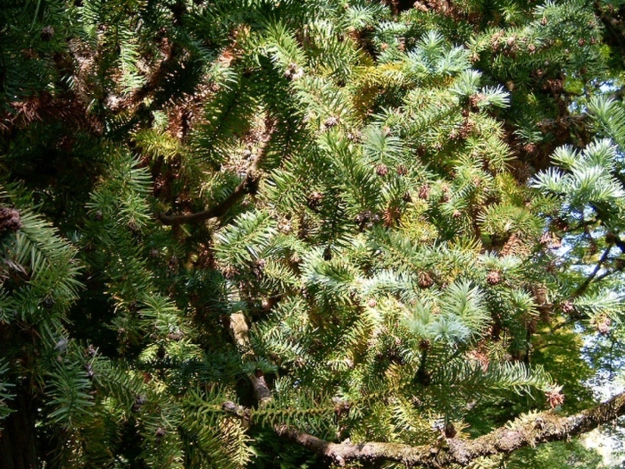 Abies arnoldiana (пихта арнольда) 'jan pawel ll'