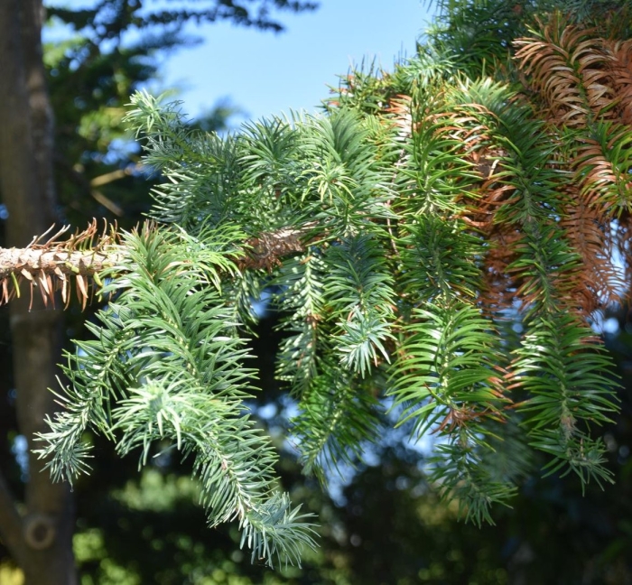 Cunninghamia lanceolata