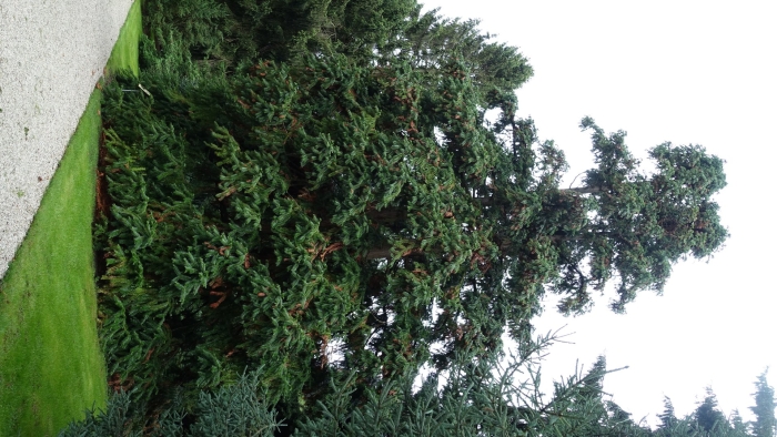 Можжевельник виргинский glauca