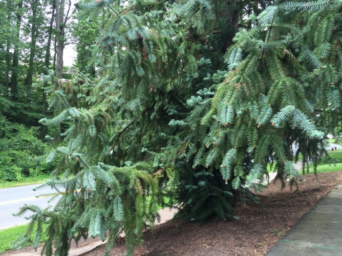 Picea sitchensis