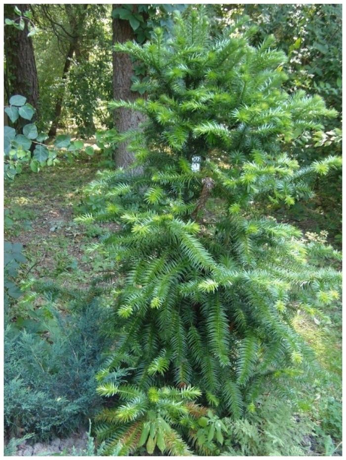 Ель китайская