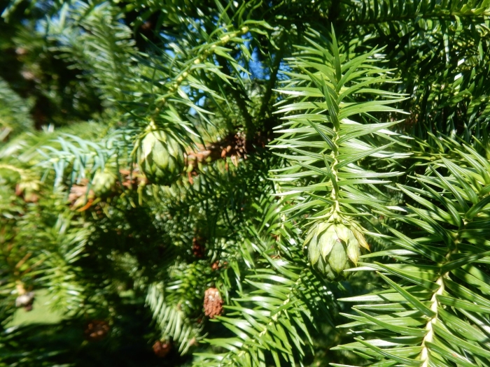 Куннингамия ланцетная