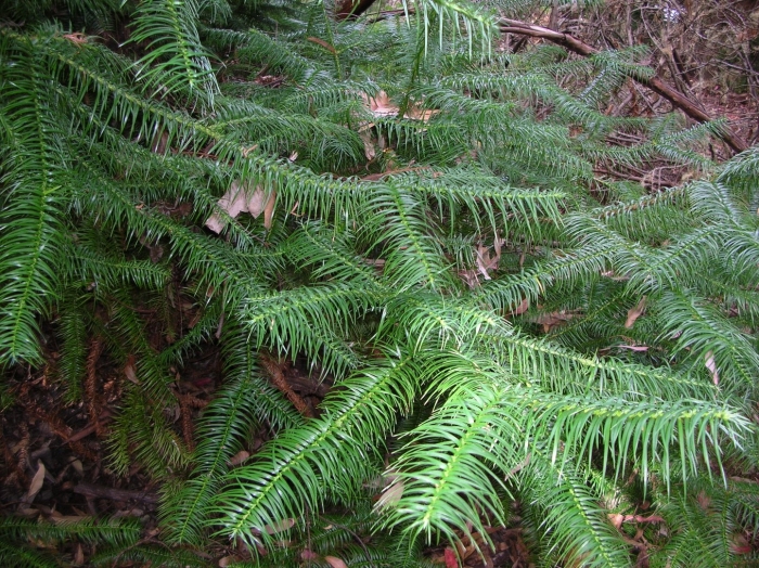 Cunninghamia lanceolata glauca