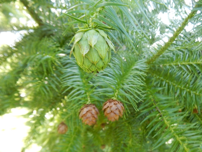 Шишки хвойные