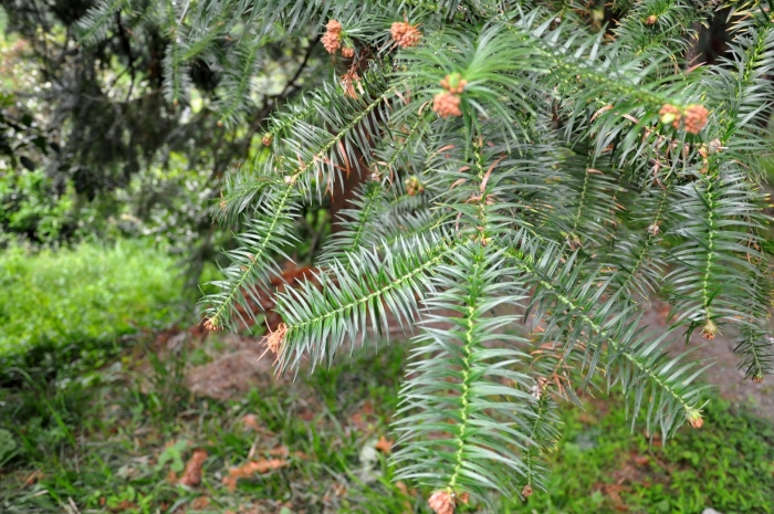 Cunninghamia lanceolata