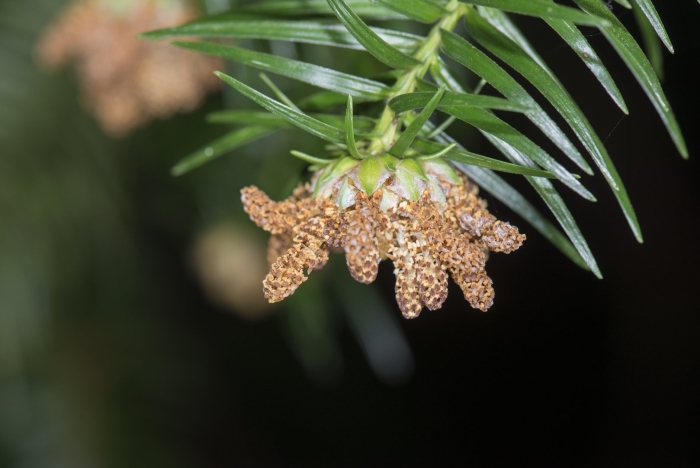 Cephalotaxus fortunei