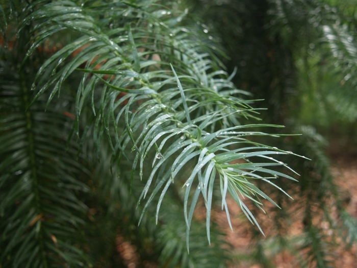 Китайская ель