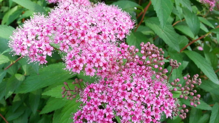 Спирея метельчатая