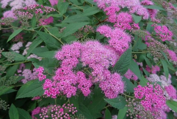 Спирея метельчатая