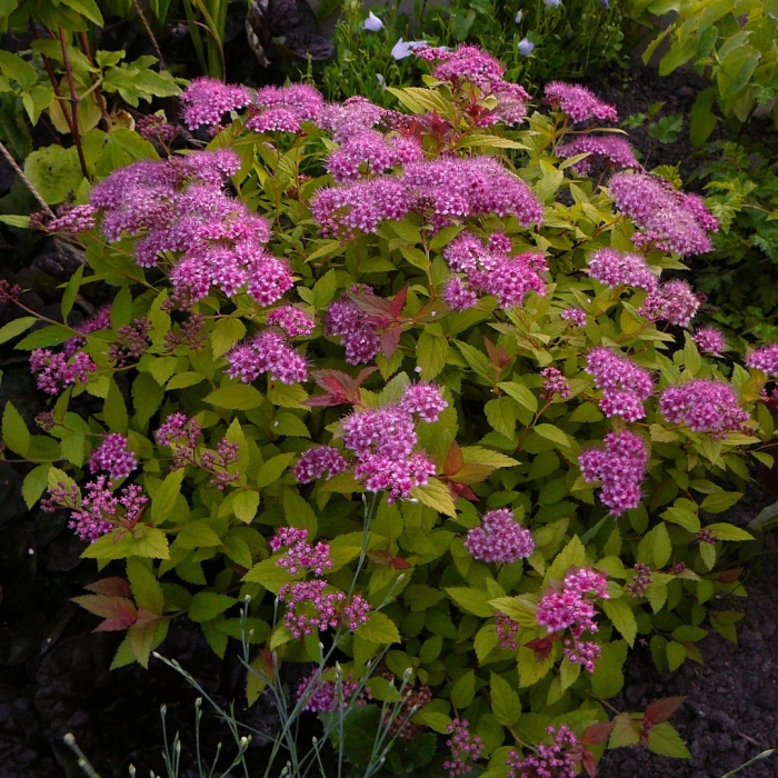 Спирея японская голдмаунд