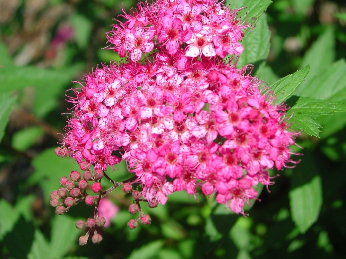 Спирея антони ватерер