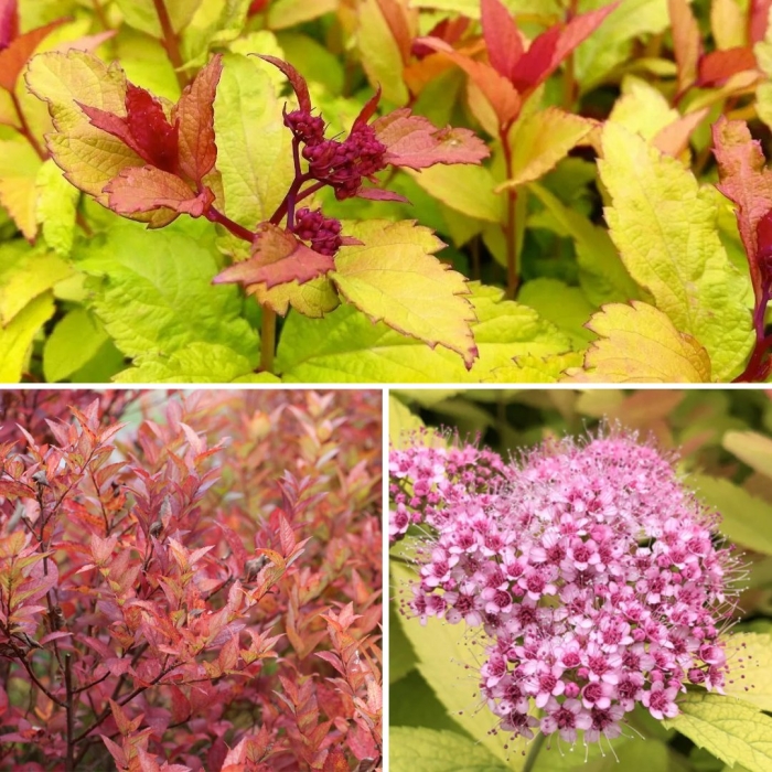 Спирея файерлайт