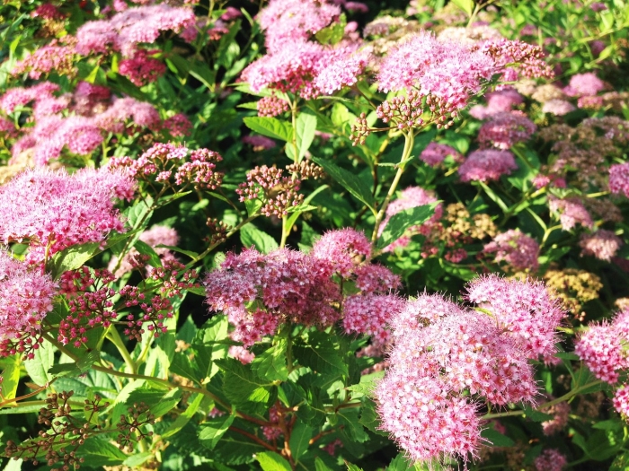 Спиреи бумальда