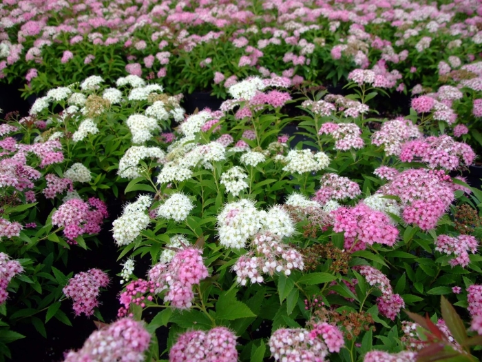 Спирея японская широбана