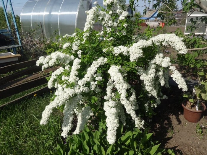 Спирея лесная