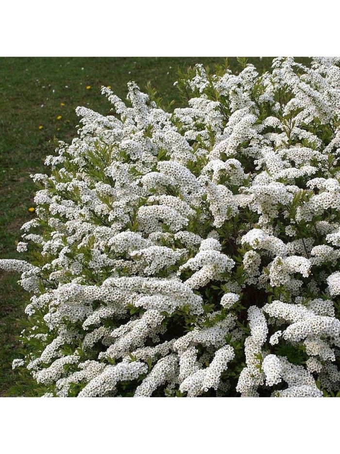 Спирея серая грациоза