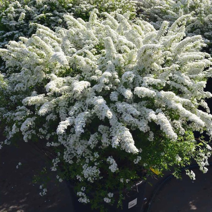 Спирея грефшейм