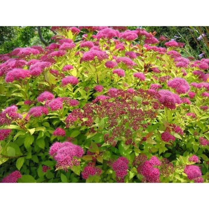 Спирея японская spiraea japonica