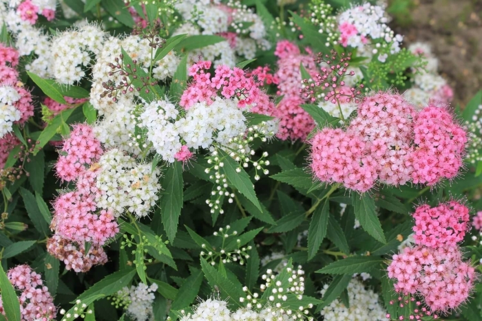 Спирея японская генпей