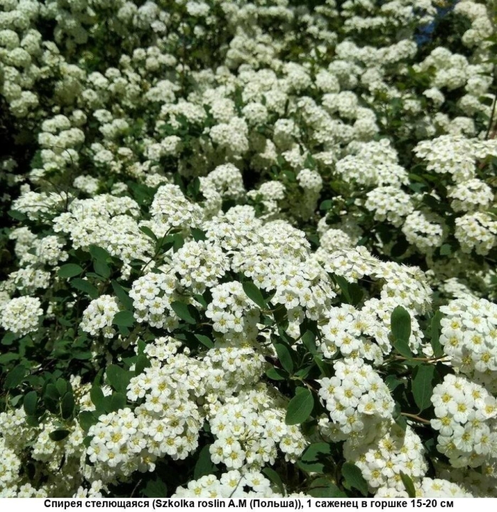 Спирея стелющаяся