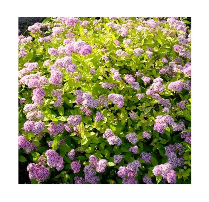 Спирея голден