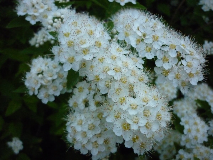 Куст спирея