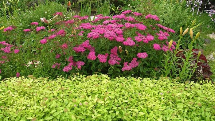 Спирея широбана бордюр