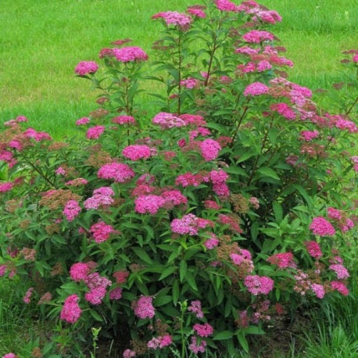 Спирея антони ватерер